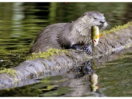 River Otter - 3D Lenticular Postcard Greeting Card - NEW Supply