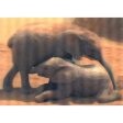 Elephant Babies - 3D Lenticular Postcard Greeting Card Online Sale