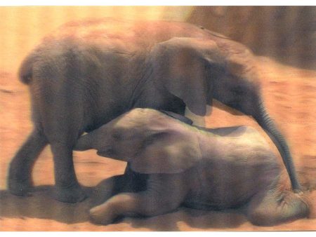 Elephant Babies - 3D Lenticular Postcard Greeting Card Online Sale