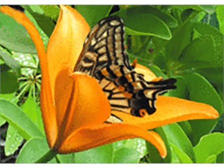 Butterfly in Lily - 3D Lenticular Postcard Greeting Card - NEW Supply