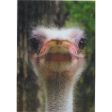 2 Smiling Animals  - 2 Humorous 3D Lenticular Postcards - NEW Fashion